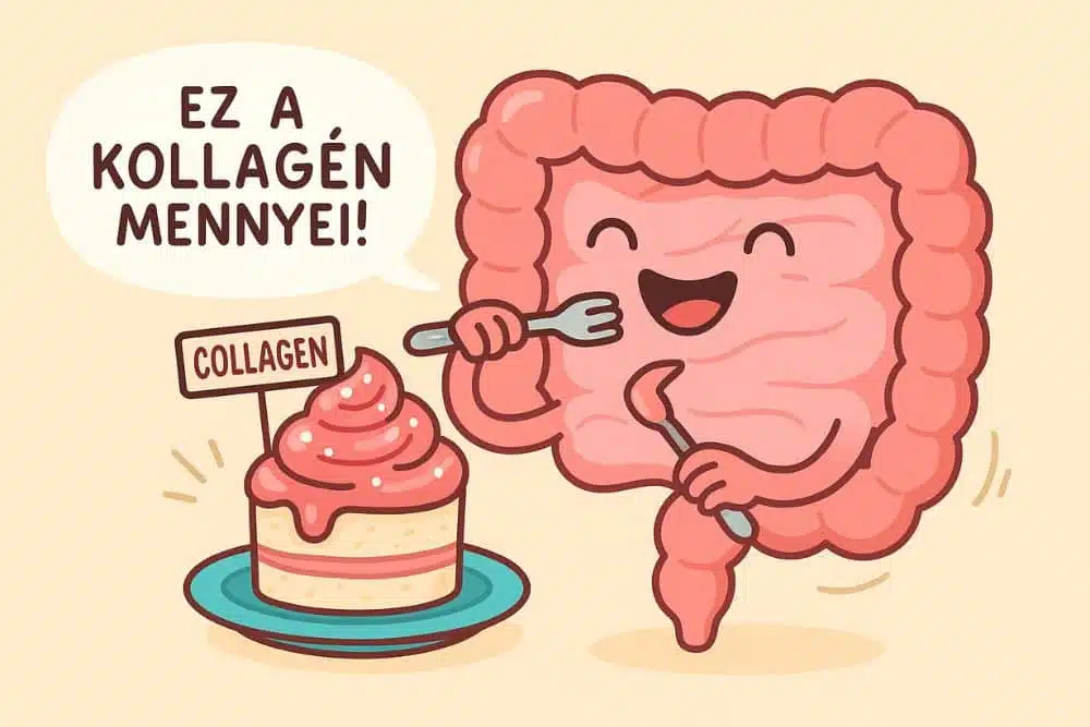 Belső megújulás kollagénnel: Emésztésed titka az egészséges bélrendszerben 1 kollagen hatasa