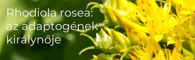 Lelki egyensúly természetesen: Hangulatemelő módszerek stresszes időszakokra 11 rhodiola rosea