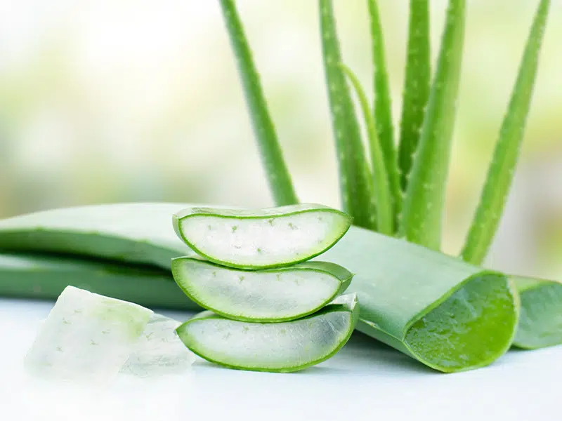 Miért érdemes beépíteni a pozsgás gyógynövényt mindennapjainkba 1 Aloe vera