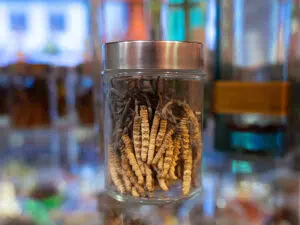 cordyceps 2