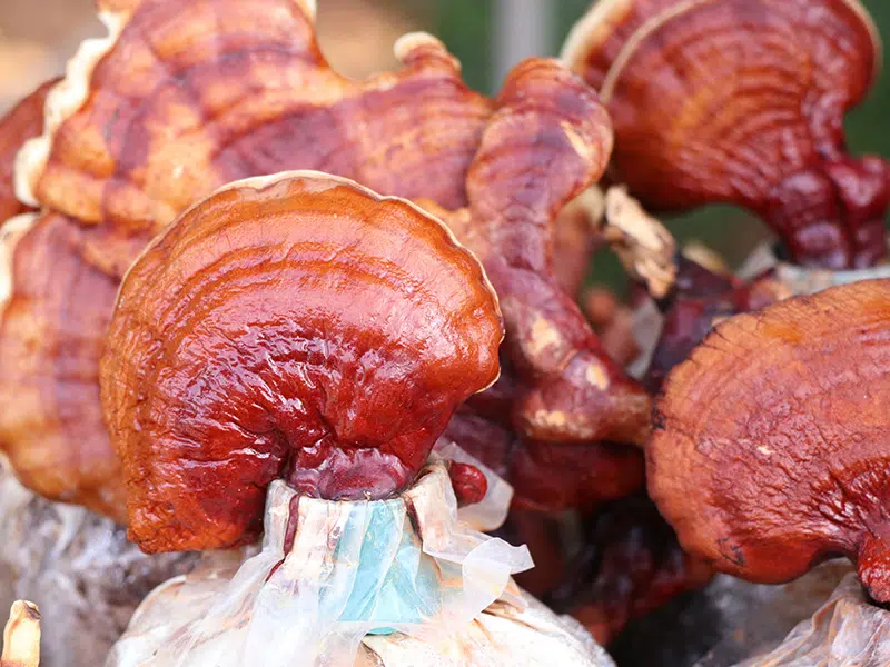 Természetes gyógyerő a ganoderma gombában rejlik 1 ganoderma