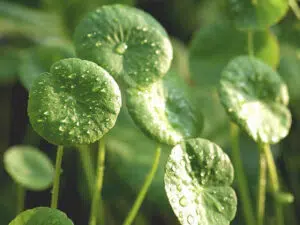 gotu kola 2