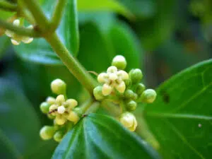 gymnema sylvestre