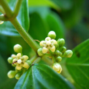gymnema sylvestre