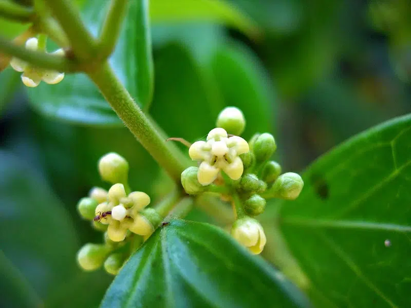 Természetes segítség az édességi kényszer ellen 1 gymnema sylvestre