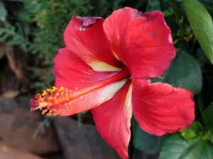 hibiszkusz 2 1