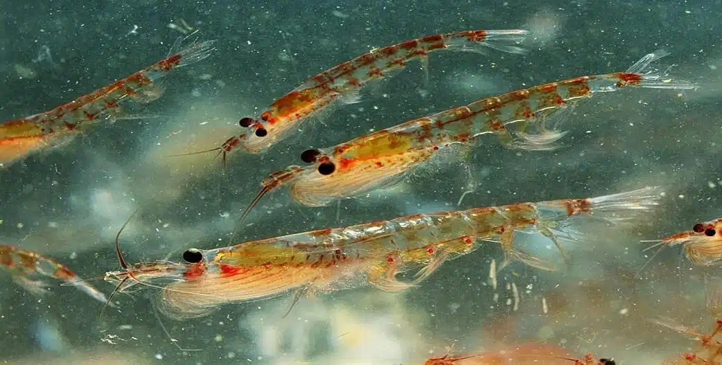 Antarktiszi titok a szív, az idegrendszer és a szemek egészségéért 1 krill rak