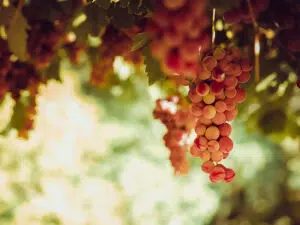 rezveratrol