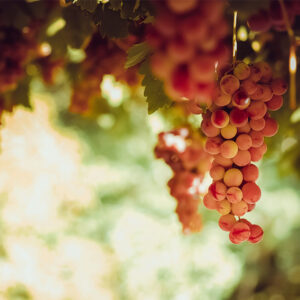 rezveratrol