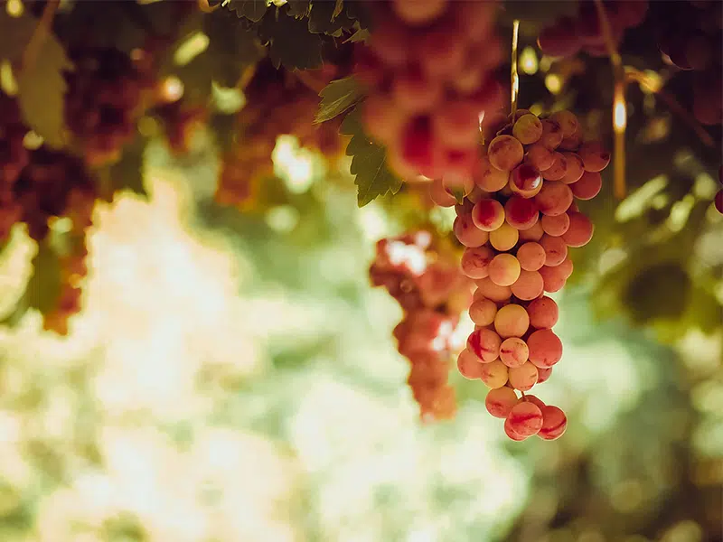 Miért érdemes a rezveratrol mellett dönteni szív- és érrendszeri problémák esetén 1 rezveratrol